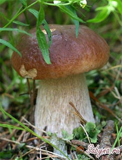 Белый гриб описание