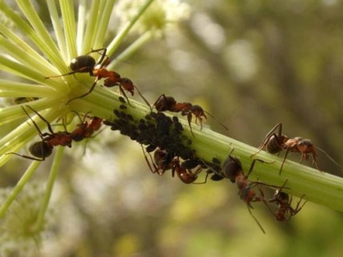 как избавиться от муравьев