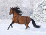 2014 год лошади характеристика, в чем встречать Новый год 2014