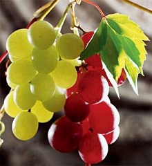 Виноград это одно из древнейших и почитаемых растений на Земле