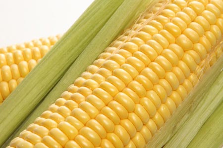 Кукуруза польза, чем полезна кукуруза