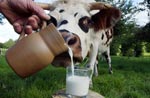 Молоко польза или вред